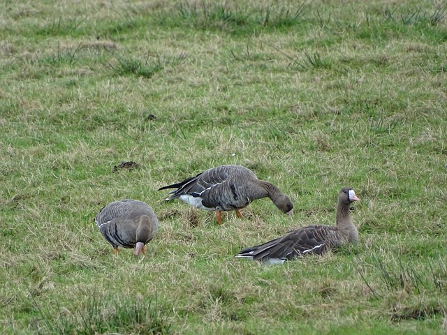 为伤病问题 为伤病问题